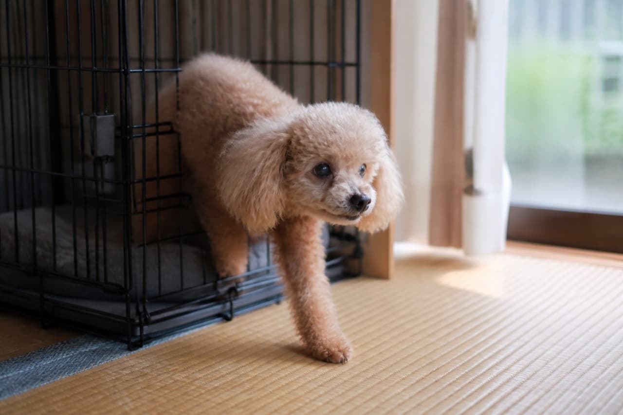 はじめの一歩