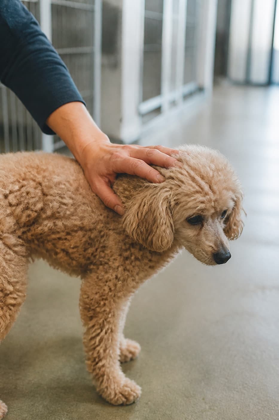 犬舎の通路で、母犬の背にそっと手をおくスタッフ