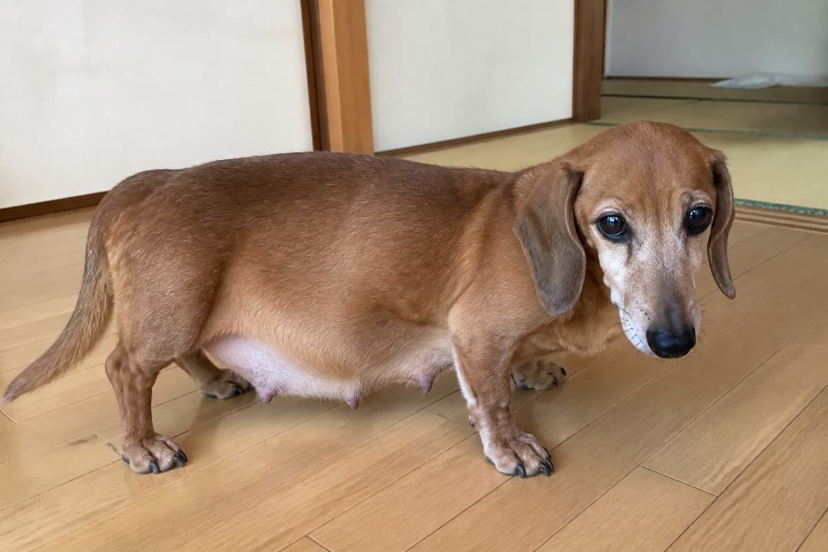 むぎの写真
