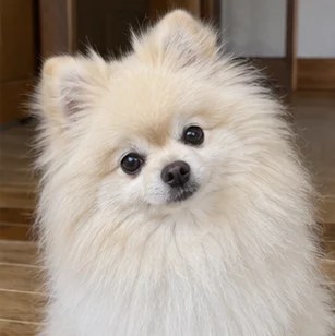 フィン(ポメラニアン・4歳)